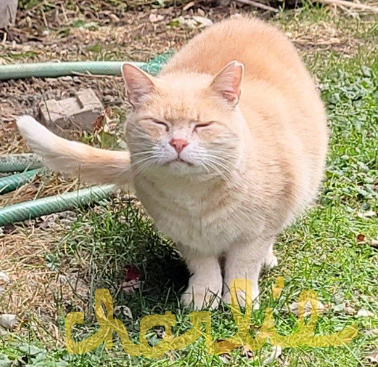 Enlarge Charlie, a Adoptable Domestic Short Hair in Montreal, QC image 1/1