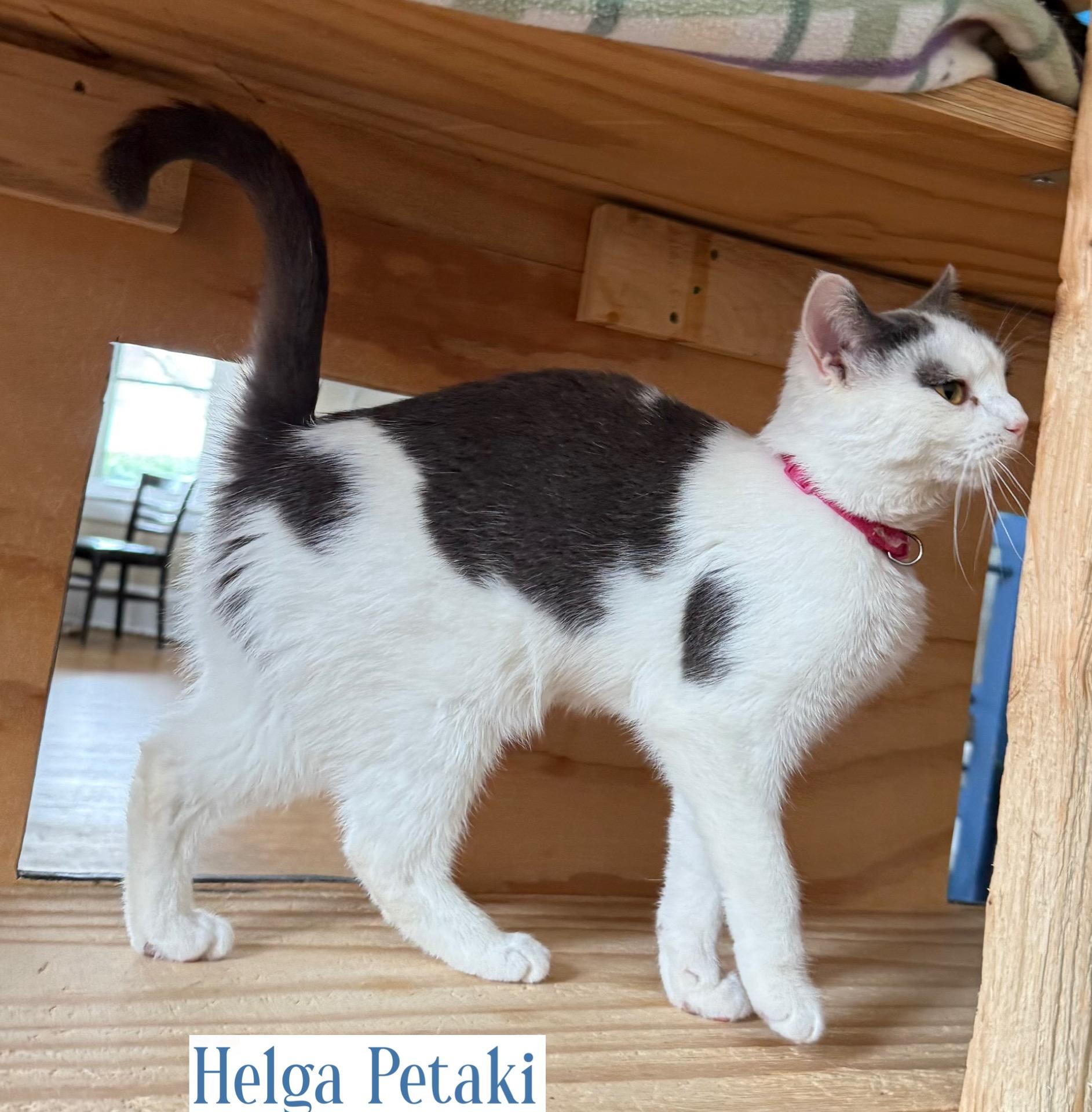 Sasha & Helga Petaki, a Adoptable Domestic Short Hair in Berkeley Springs, WV image 5/6