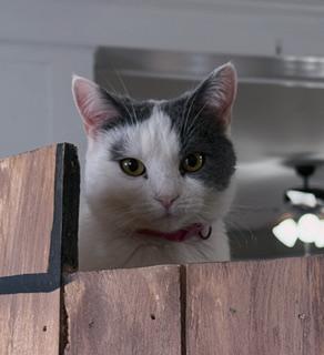 Enlarge Sasha & Helga Petaki, a Adoptable Domestic Short Hair in Berkeley Springs, WV image 2/6