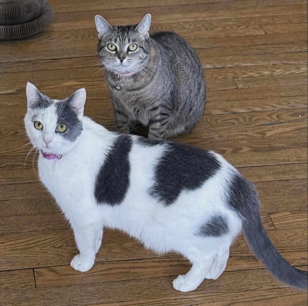 Sasha & Helga Petaki, Adoptable, Adult Female Domestic Short Hair.