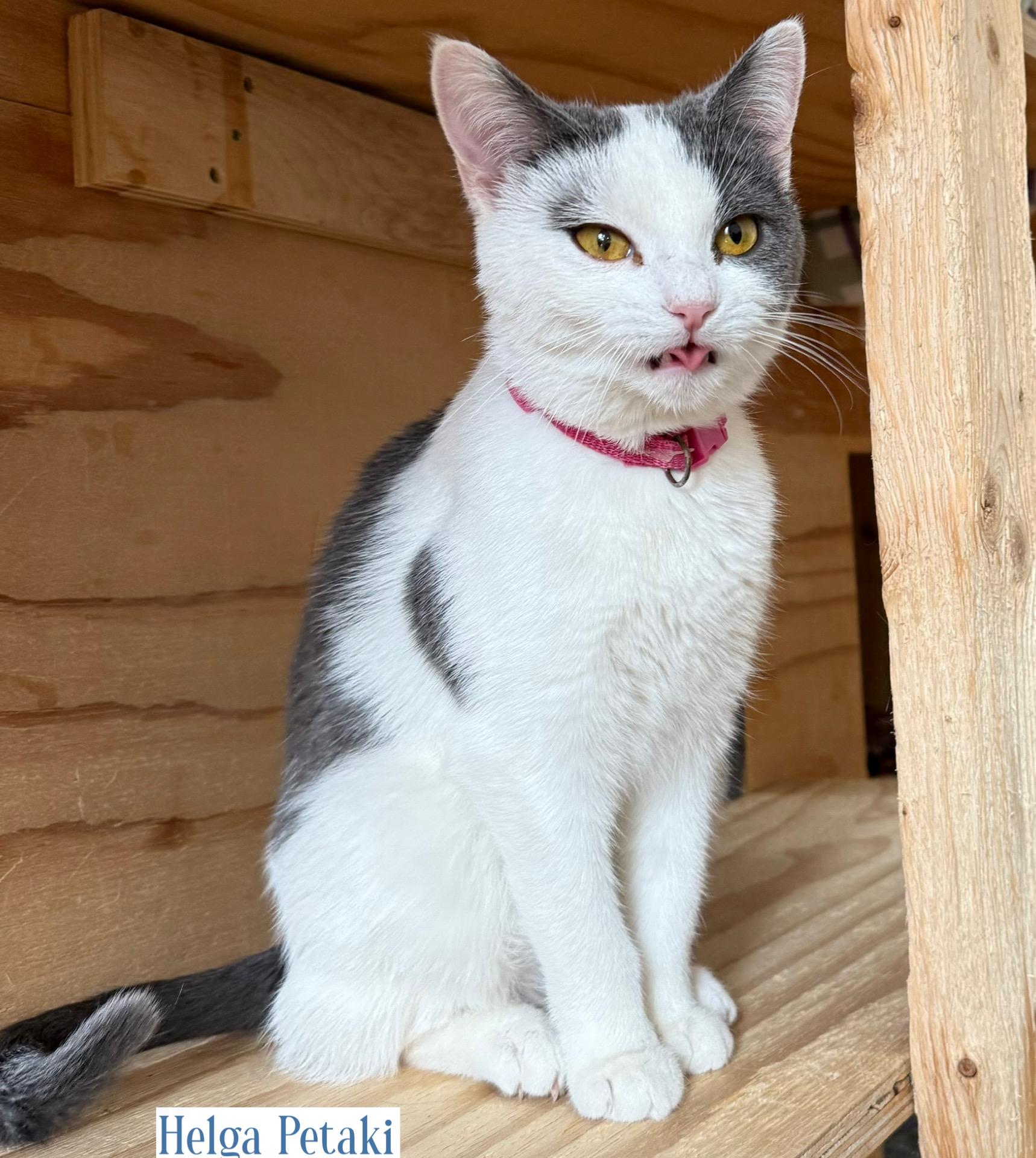 Sasha & Helga Petaki, a Adoptable Domestic Short Hair in Berkeley Springs, WV image 2/6