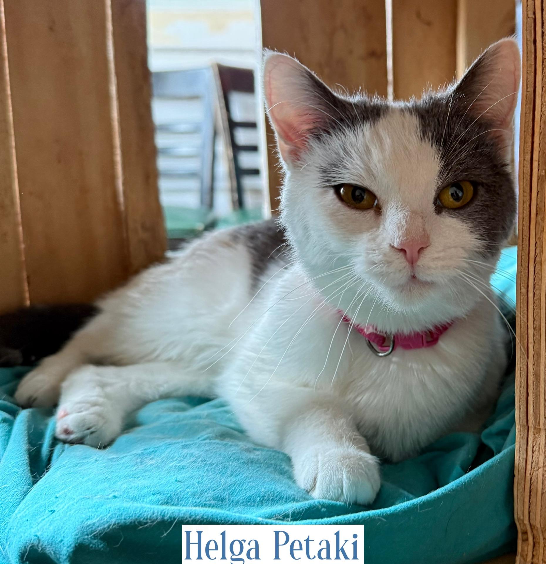 Sasha & Helga Petaki, a Adoptable Domestic Short Hair in Berkeley Springs, WV image 6/6