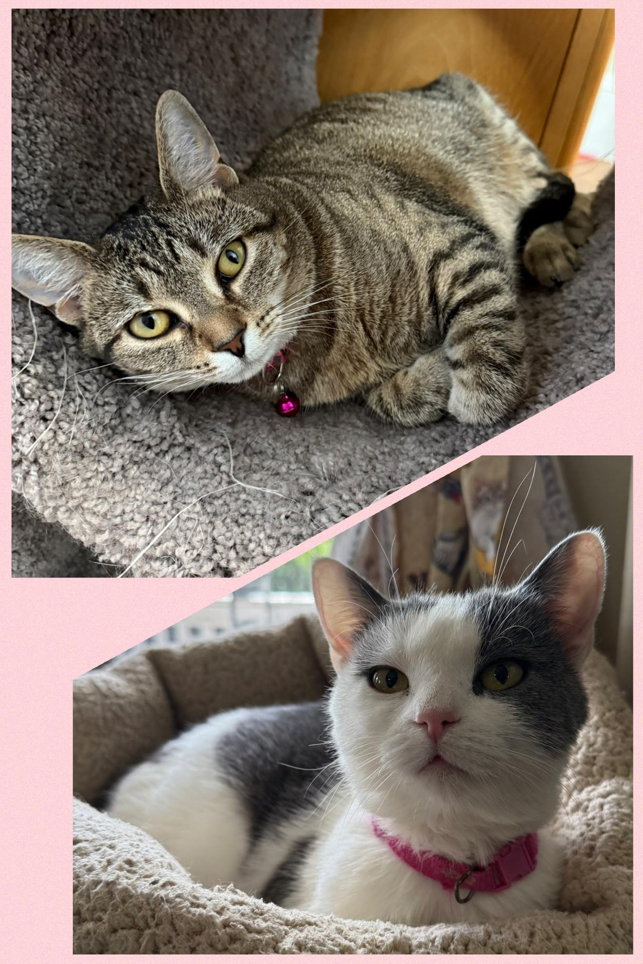 Sasha & Helga Petaki, Adoptable, Adult Female Domestic Short Hair.