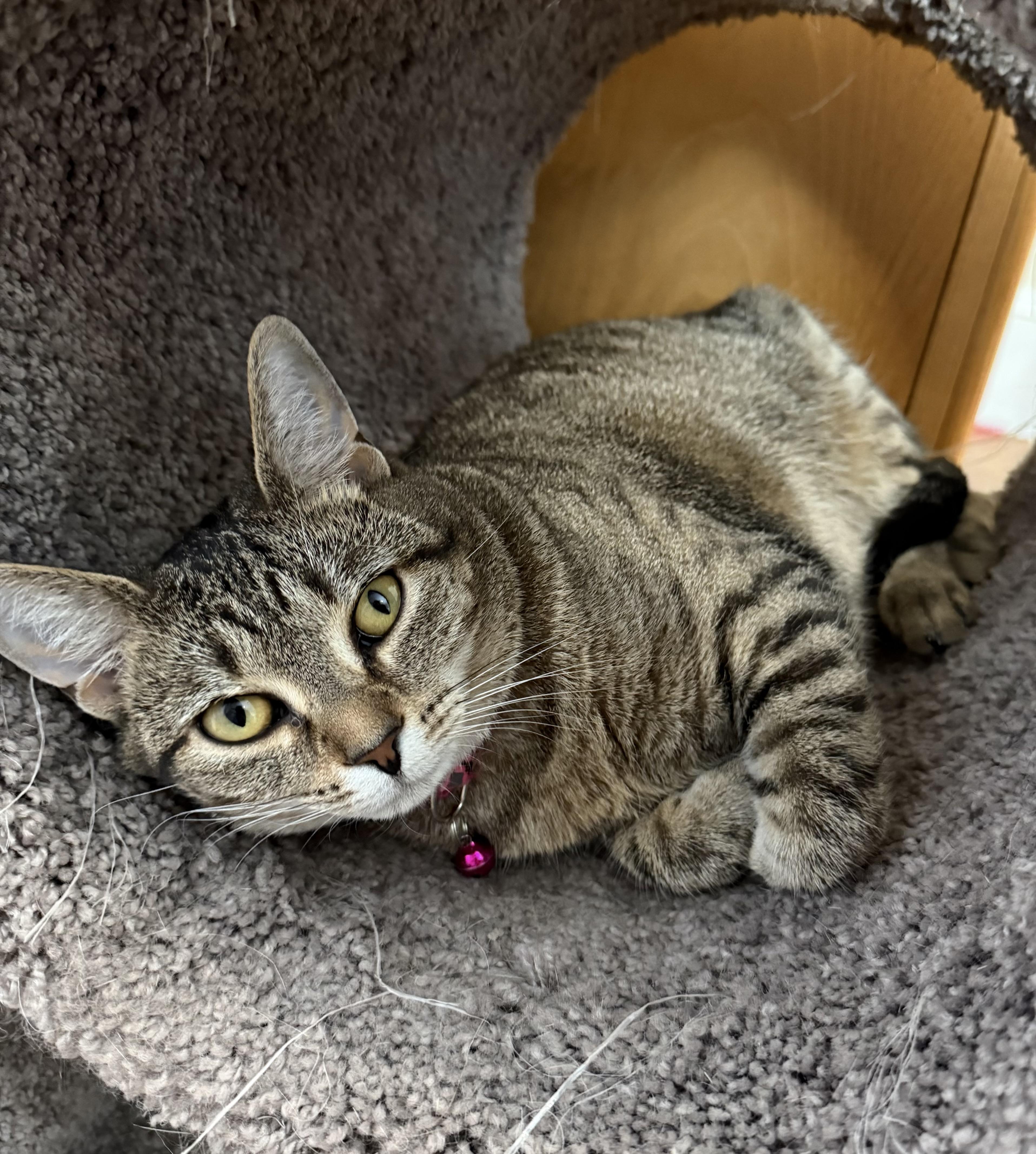 Sasha & Helga Petaki, a Adoptable Domestic Short Hair in Berkeley Springs, WV image 4/6