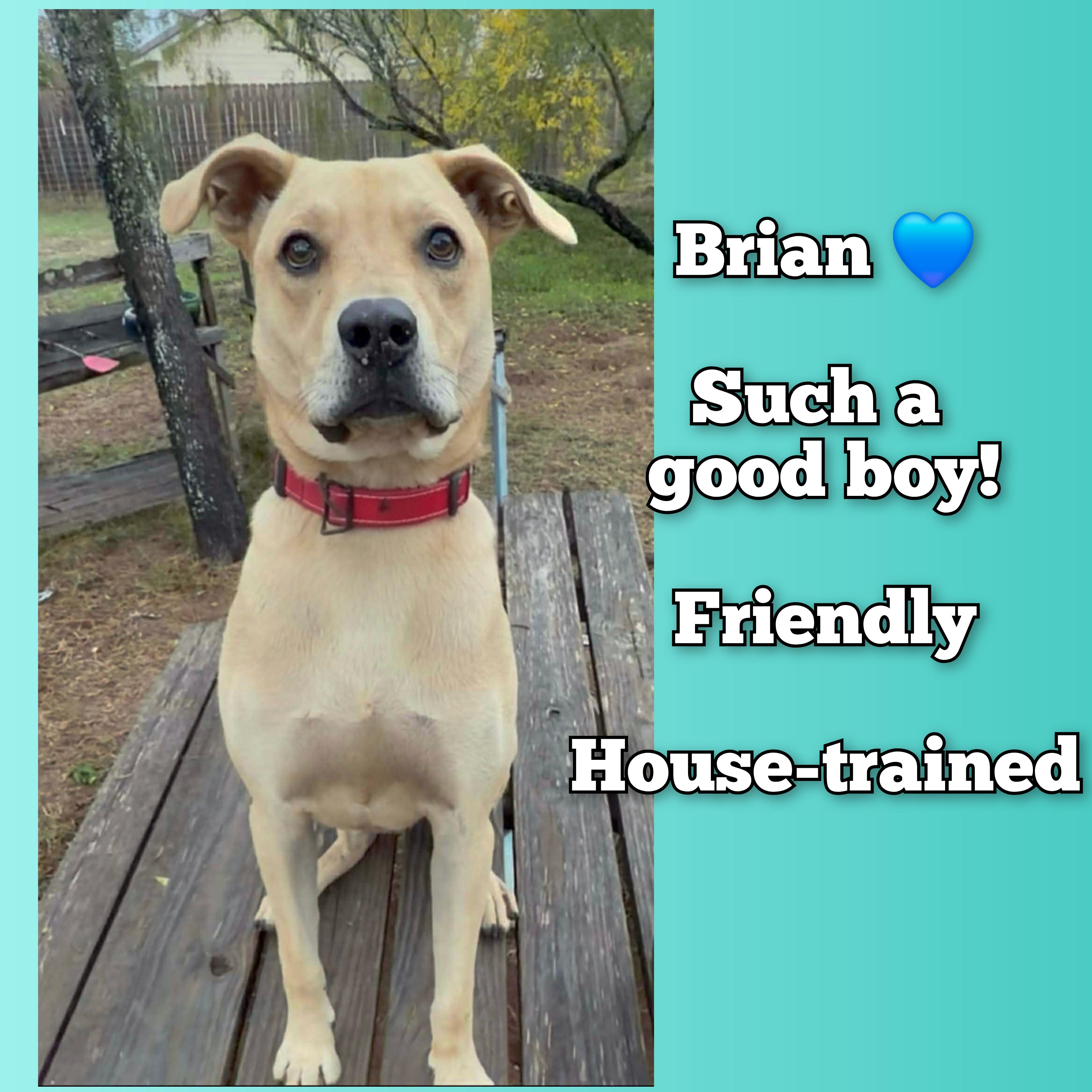 Brian, Adoptable, Young Male Yellow Labrador Retriever & Labrador Retriever.