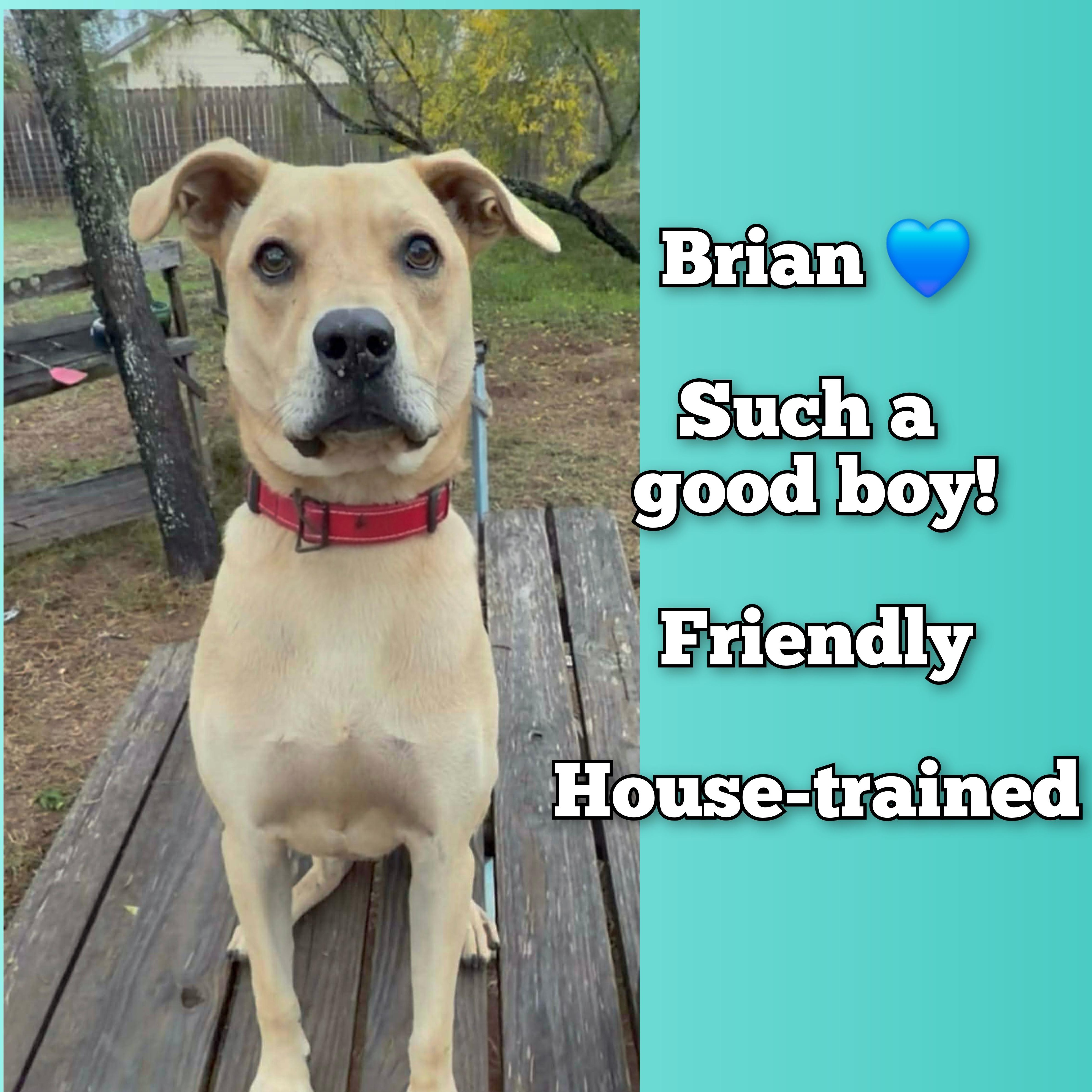 Enlarge Brian, a Adoptable mixed breed in Rochester, NY image 1/6