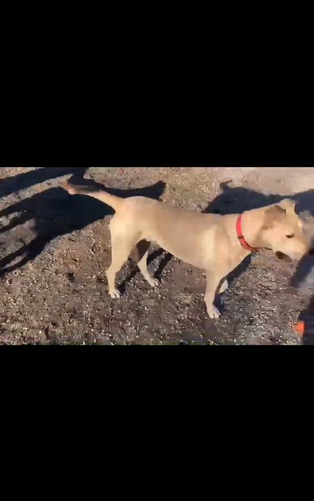 Enlarge Brian, a Adoptable mixed breed in Rochester, NY video 6/6