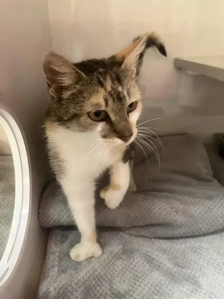 Carny, Adoptable, Young Female Domestic Short Hair.
