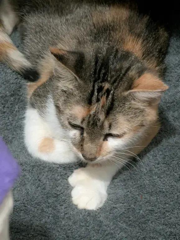 Carny, Adoptable, Young Female Domestic Short Hair.