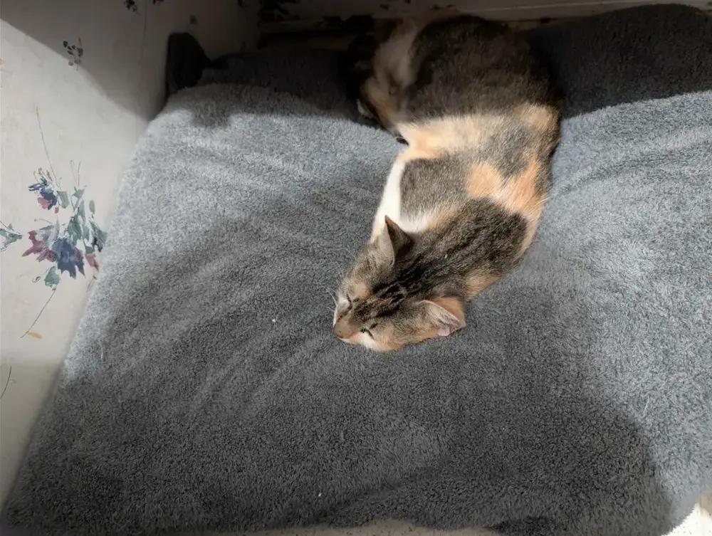 Enlarge Carny, a Adoptable mixed breed in Grand Rapids, MI image 2/5