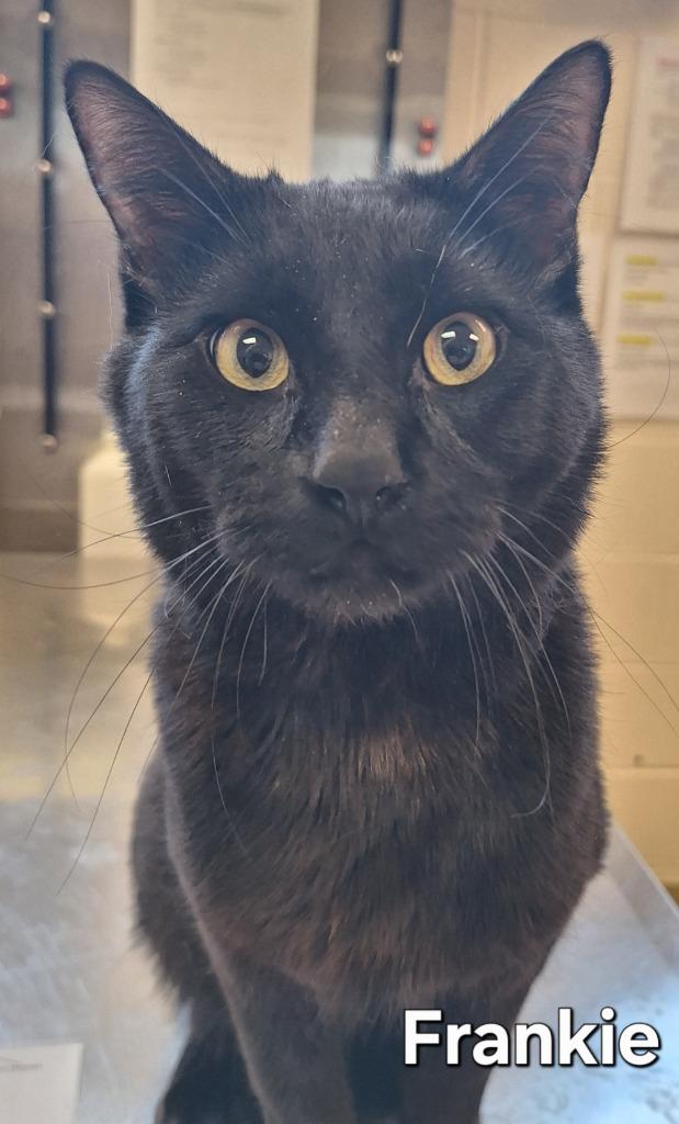 Frankie, Adoptable, Young Male Domestic Short Hair.