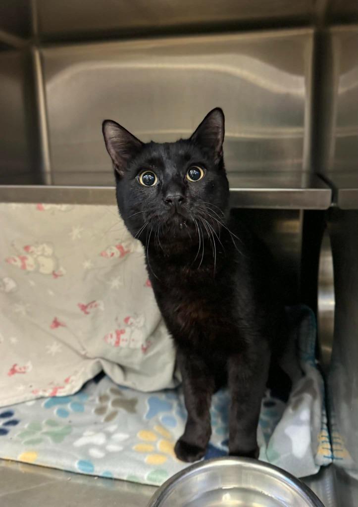 Enlarge Frankie, a Adoptable mixed breed in Grand Forks, ND image 2/3