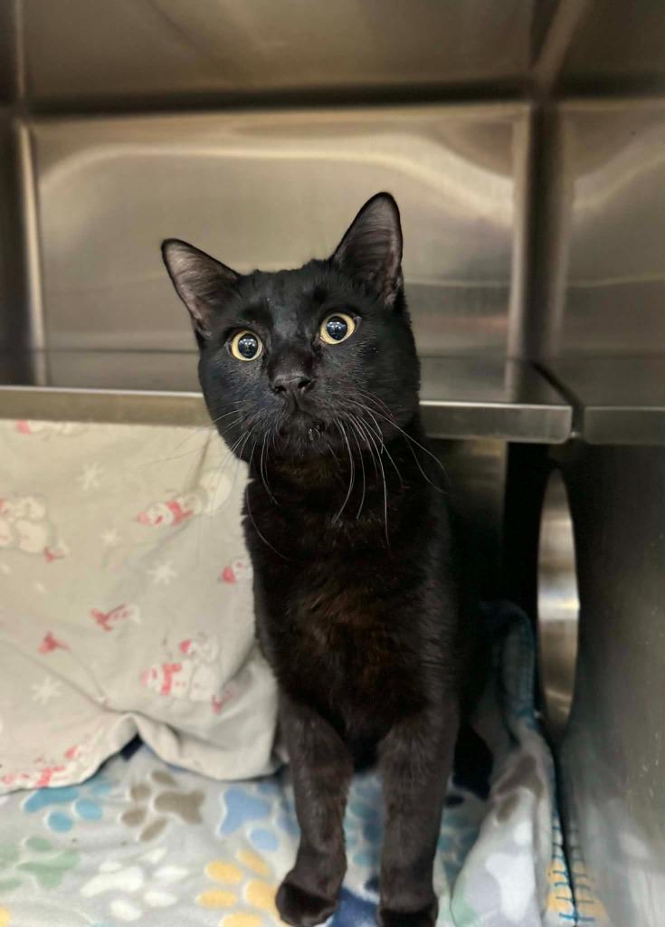 Enlarge Frankie, a Adoptable mixed breed in Grand Forks, ND image 3/3