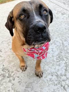 Elsie, Adoptable, Adult Female Mastiff & Bullmastiff.