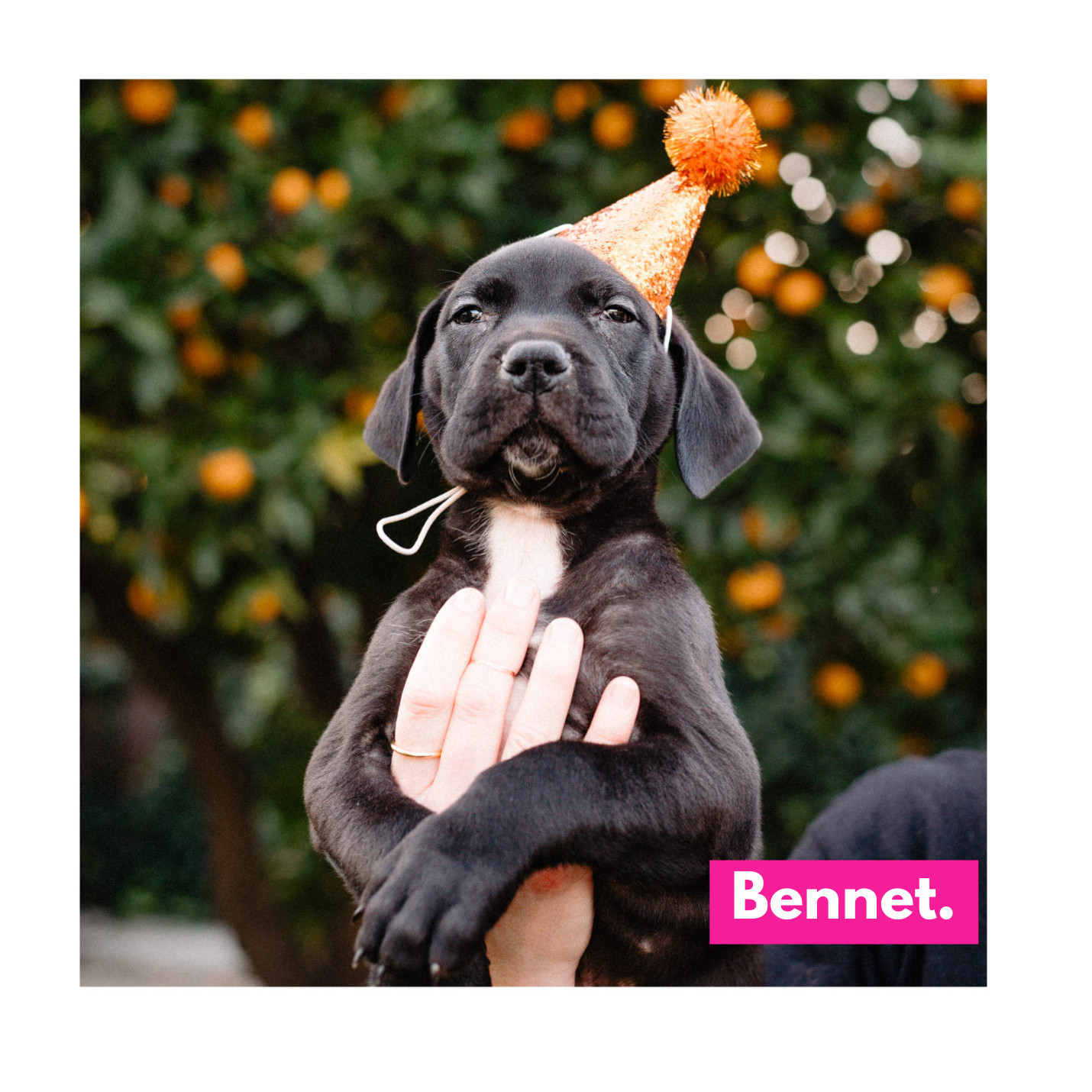 Enlarge Bennet, a Adopted Great Dane in beverly hills, CA image 1/1