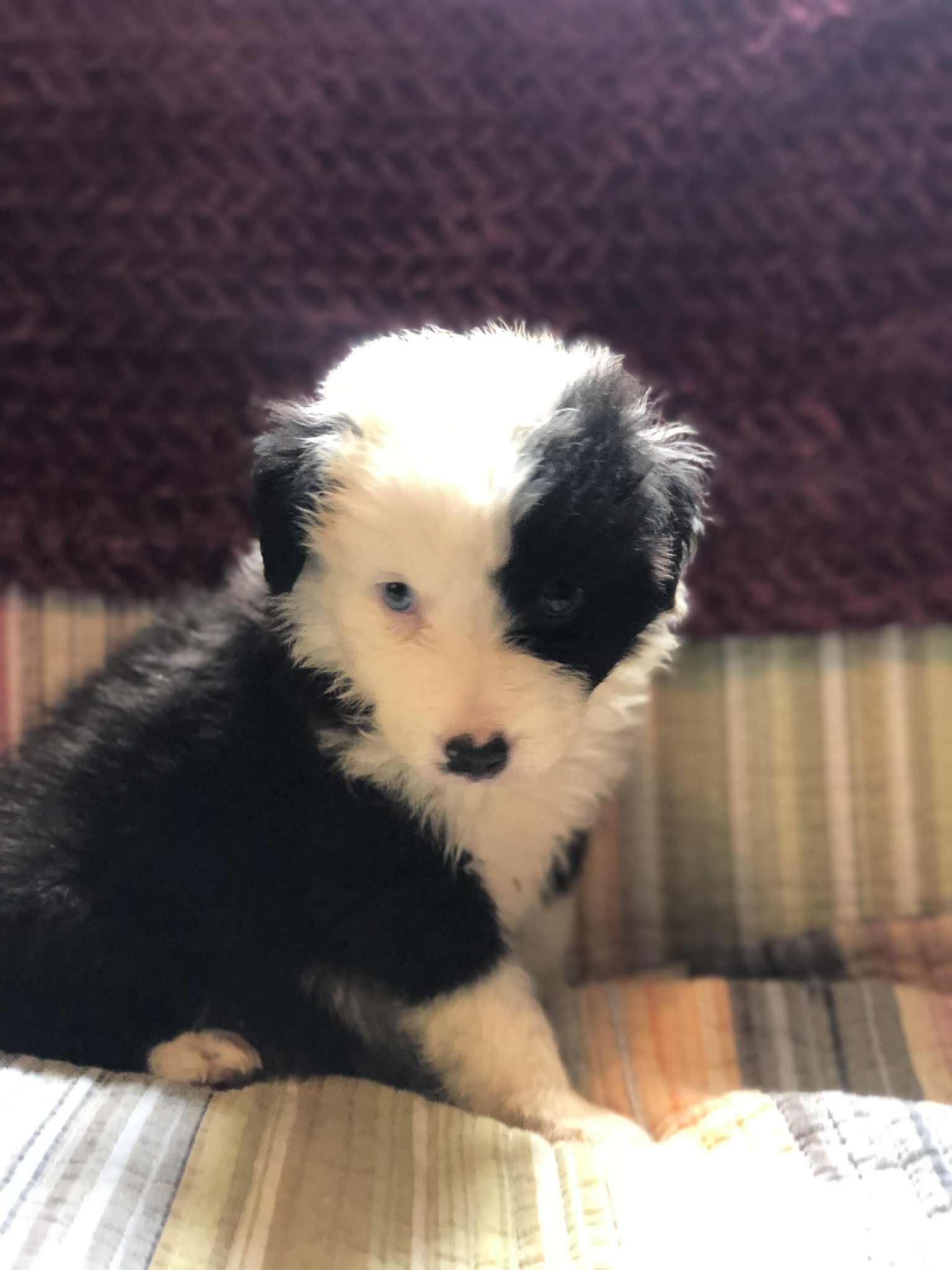 Buddy