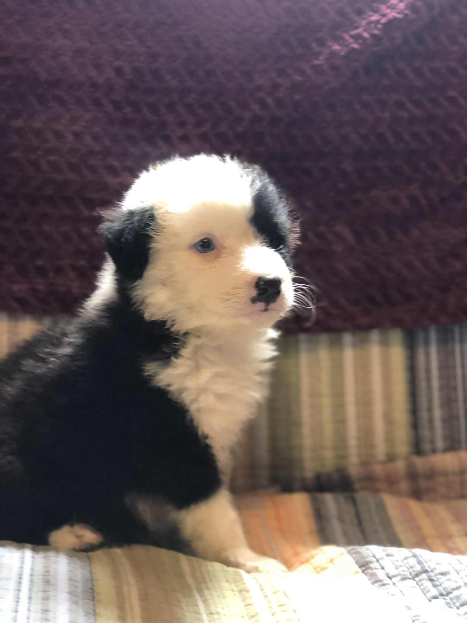 Buddy