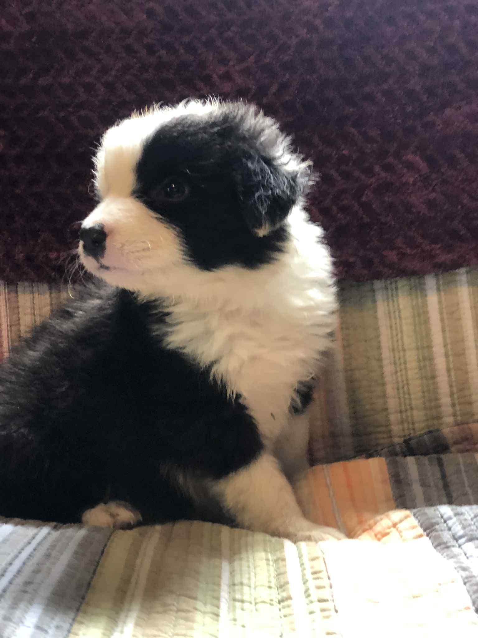 Buddy