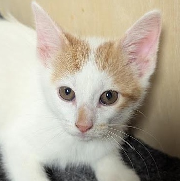 Marvin, adopted, Kitten Male Tabby & Domestic Short Hair.