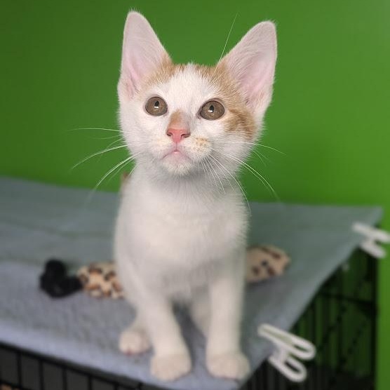 Marvin, an adopted mixed breed in Knox, PA image 2/4