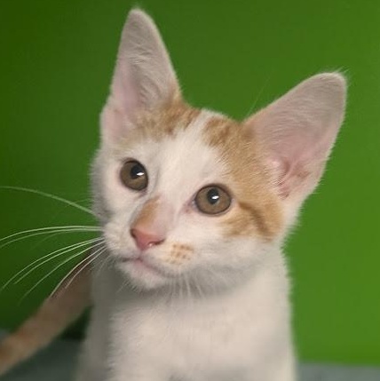 Marvin, an adopted mixed breed in Knox, PA image 3/4