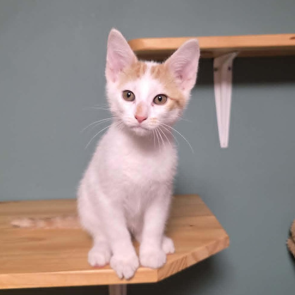 Marvin, an adopted mixed breed in Knox, PA image 4/4
