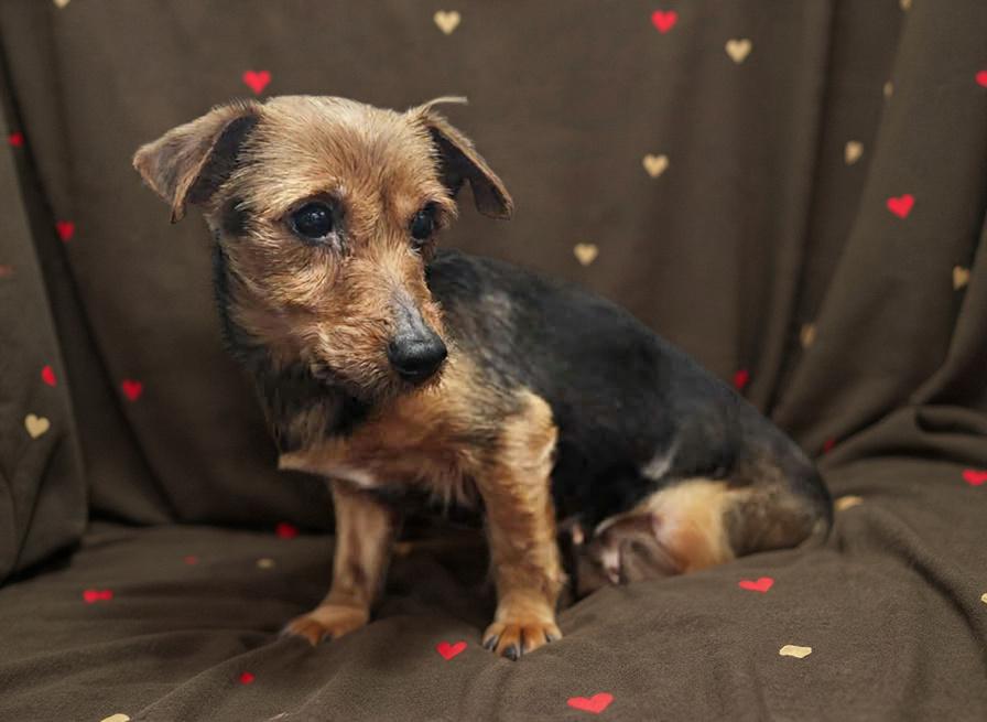 Jellybean thumbnail 2