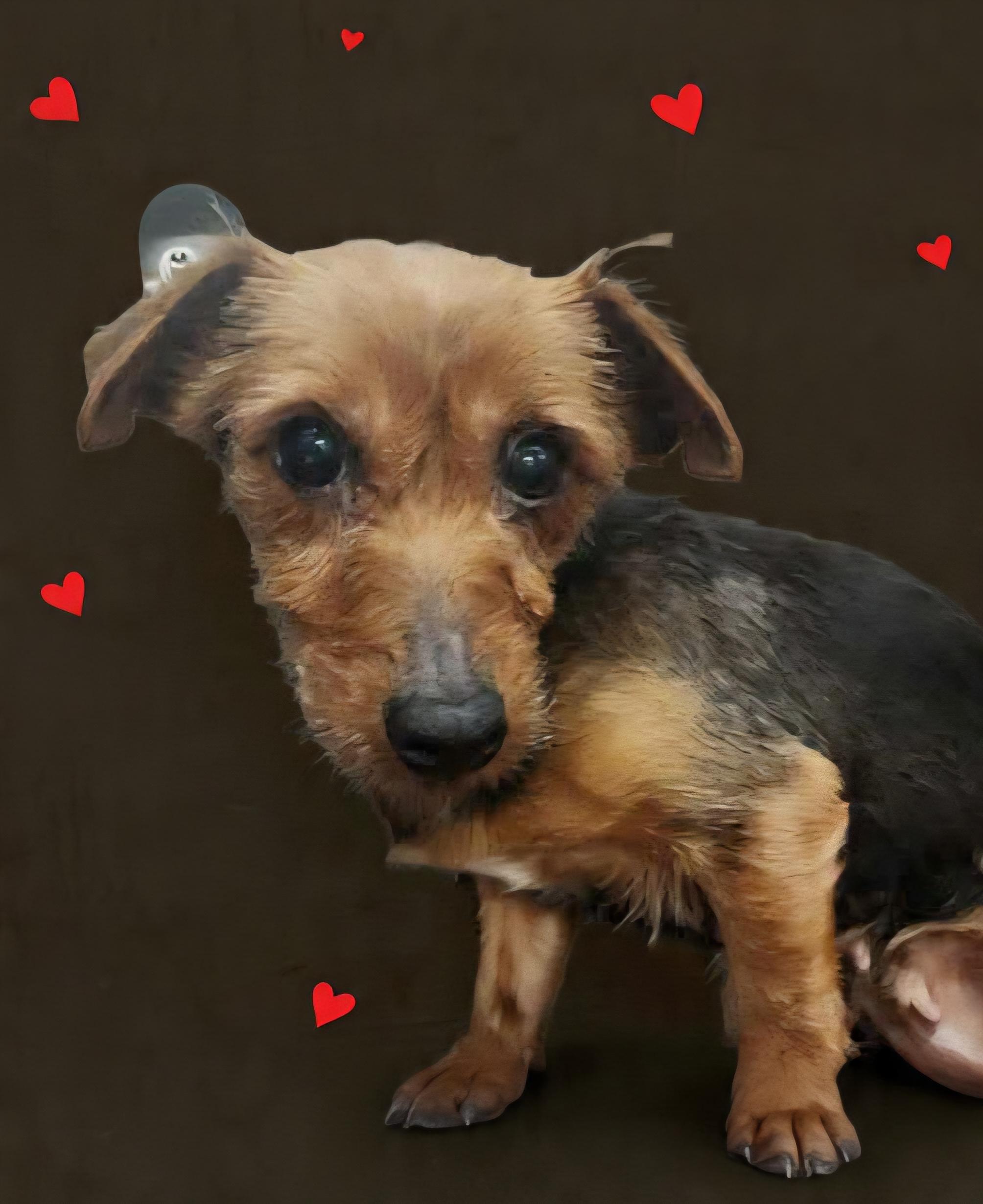 Jellybean thumbnail 3