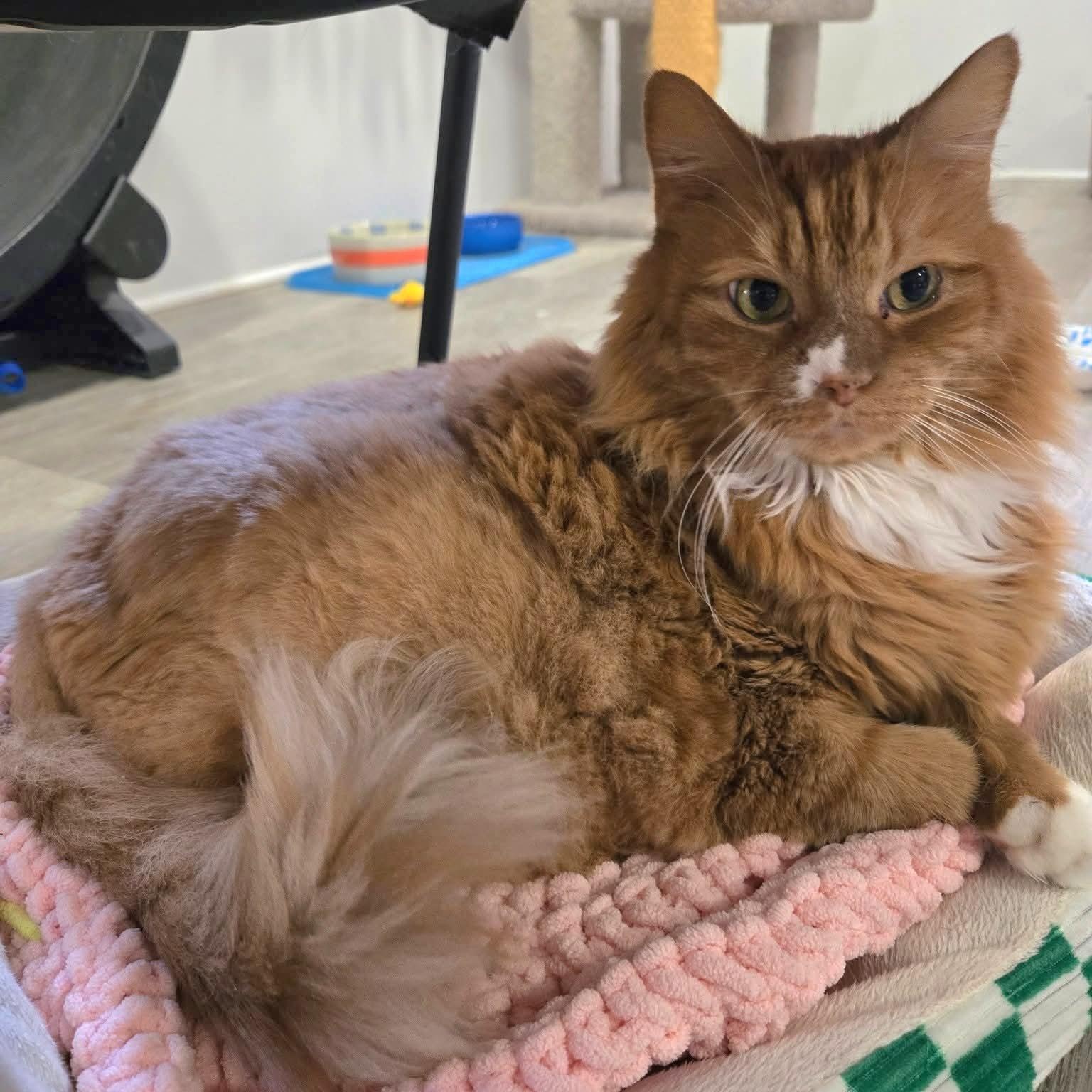 Binx and Lannister, ADOPTABLE, Senior Male Domestic Medium Hair.