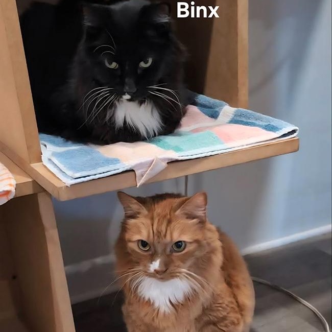 Enlarge Binx and Lannister, a ADOPTABLE mixed breed in South Park, PA image 3/5