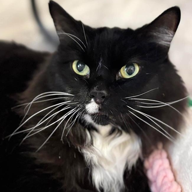 Enlarge Binx and Lannister, a ADOPTABLE mixed breed in South Park, PA image 4/5