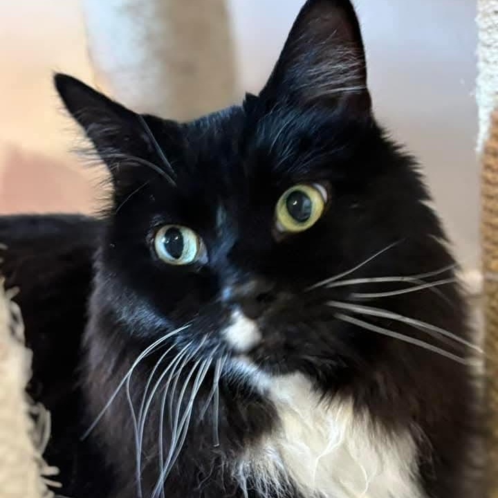 Enlarge Binx and Lannister, a ADOPTABLE mixed breed in South Park, PA image 5/5