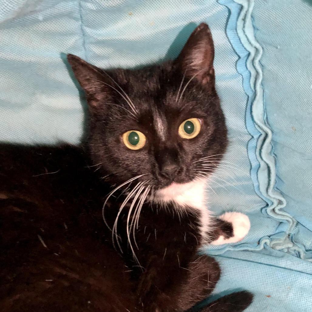 Enlarge Amherst, a Adoptable Domestic Short Hair in Salisbury, MA image 1/2