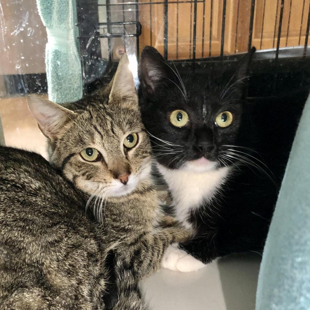 Enlarge Amherst, a Adoptable Domestic Short Hair in Salisbury, MA image 2/2