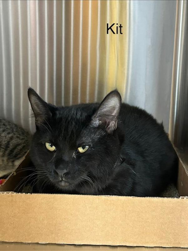 Enlarge Kit, a Adoptable mixed breed in Knoxville, TN image 1/1