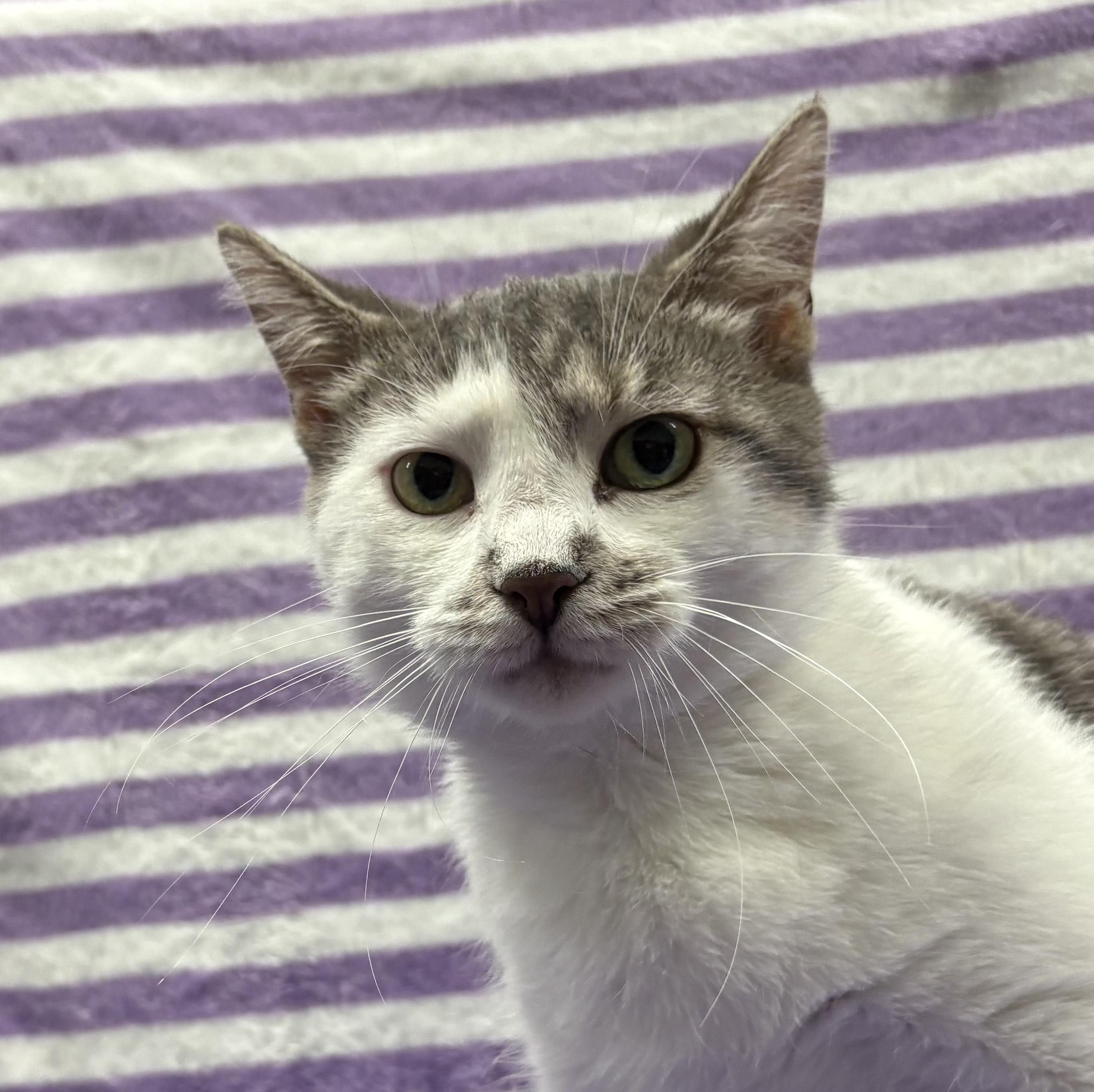 Enlarge JADE, a Adoptable Domestic Short Hair in Tillsonburg, ON image 3/6