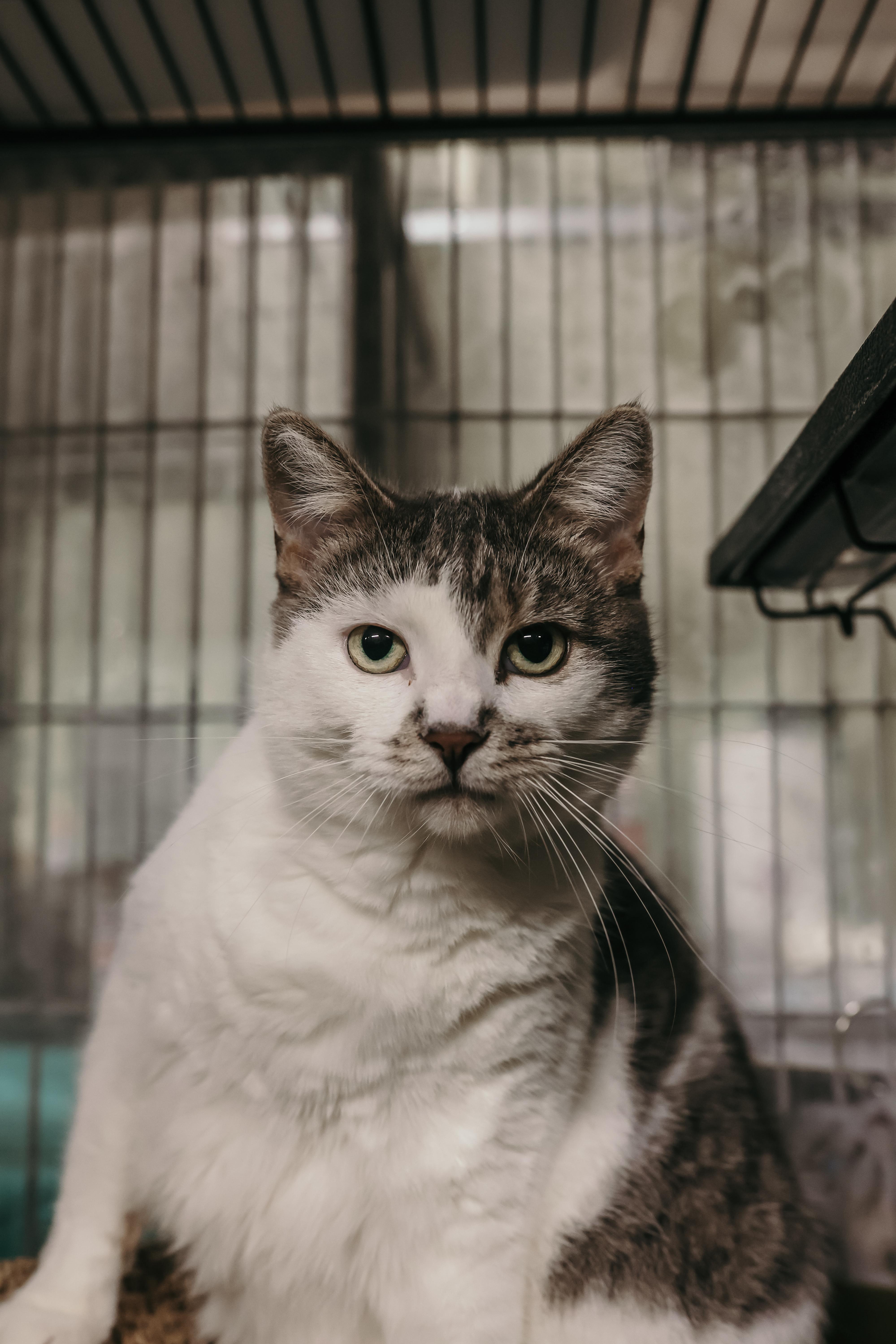 JADE, Adoptable, Young Female Domestic Short Hair.