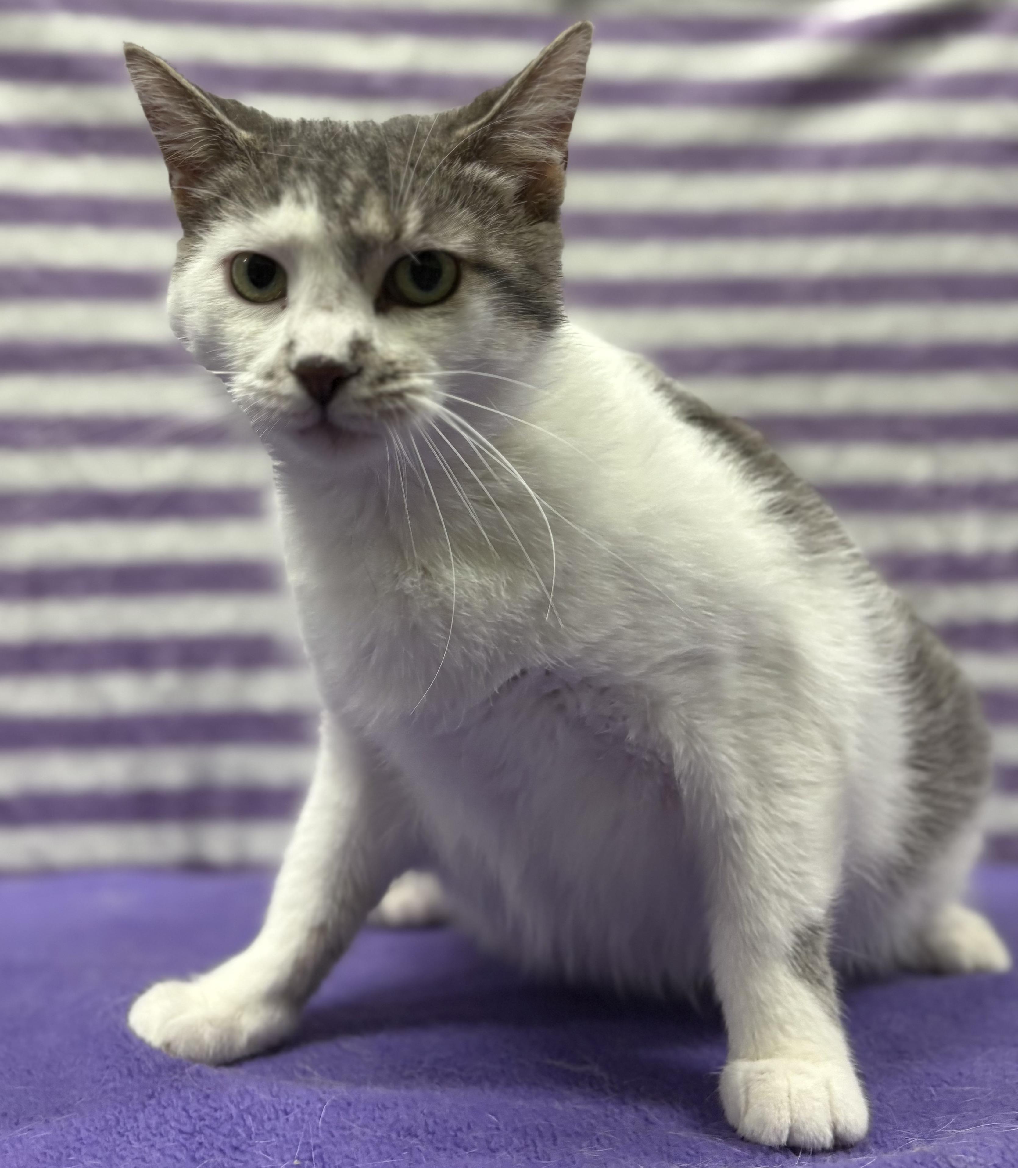 Enlarge JADE, a Adoptable Domestic Short Hair in Tillsonburg, ON image 6/6