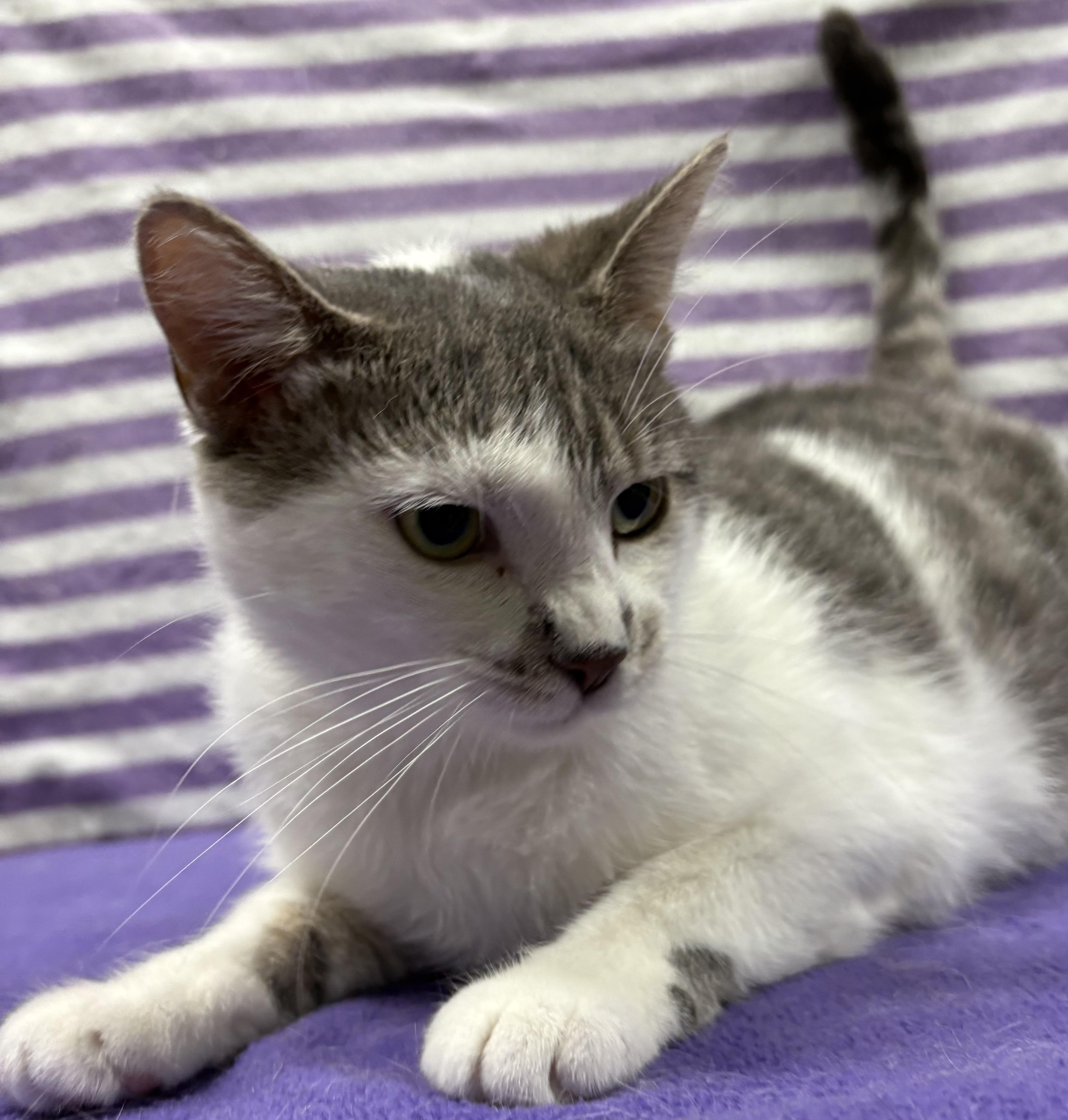 Enlarge JADE, a Adoptable Domestic Short Hair in Tillsonburg, ON image 5/6