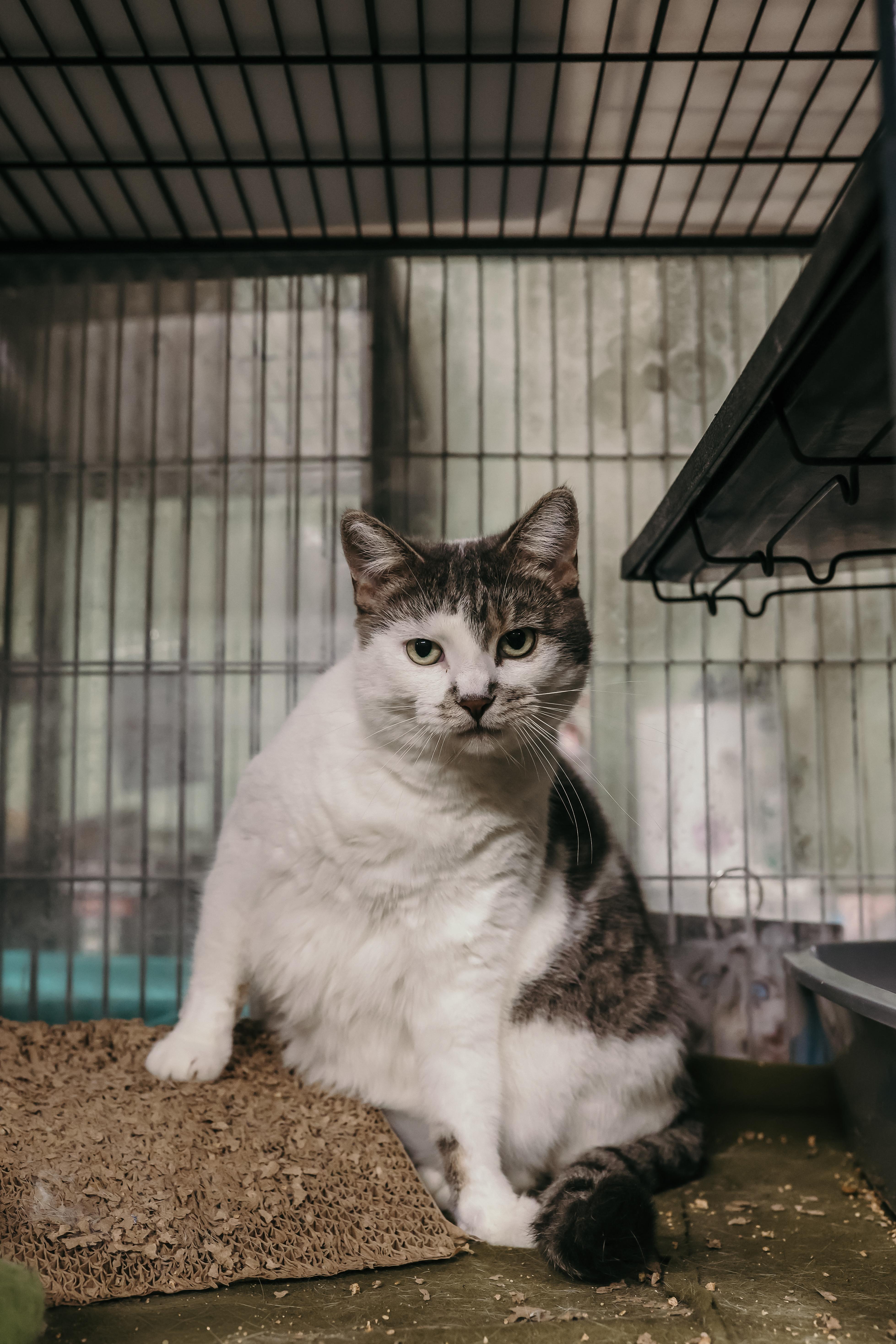 Enlarge JADE, a Adoptable Domestic Short Hair in Tillsonburg, ON image 2/6