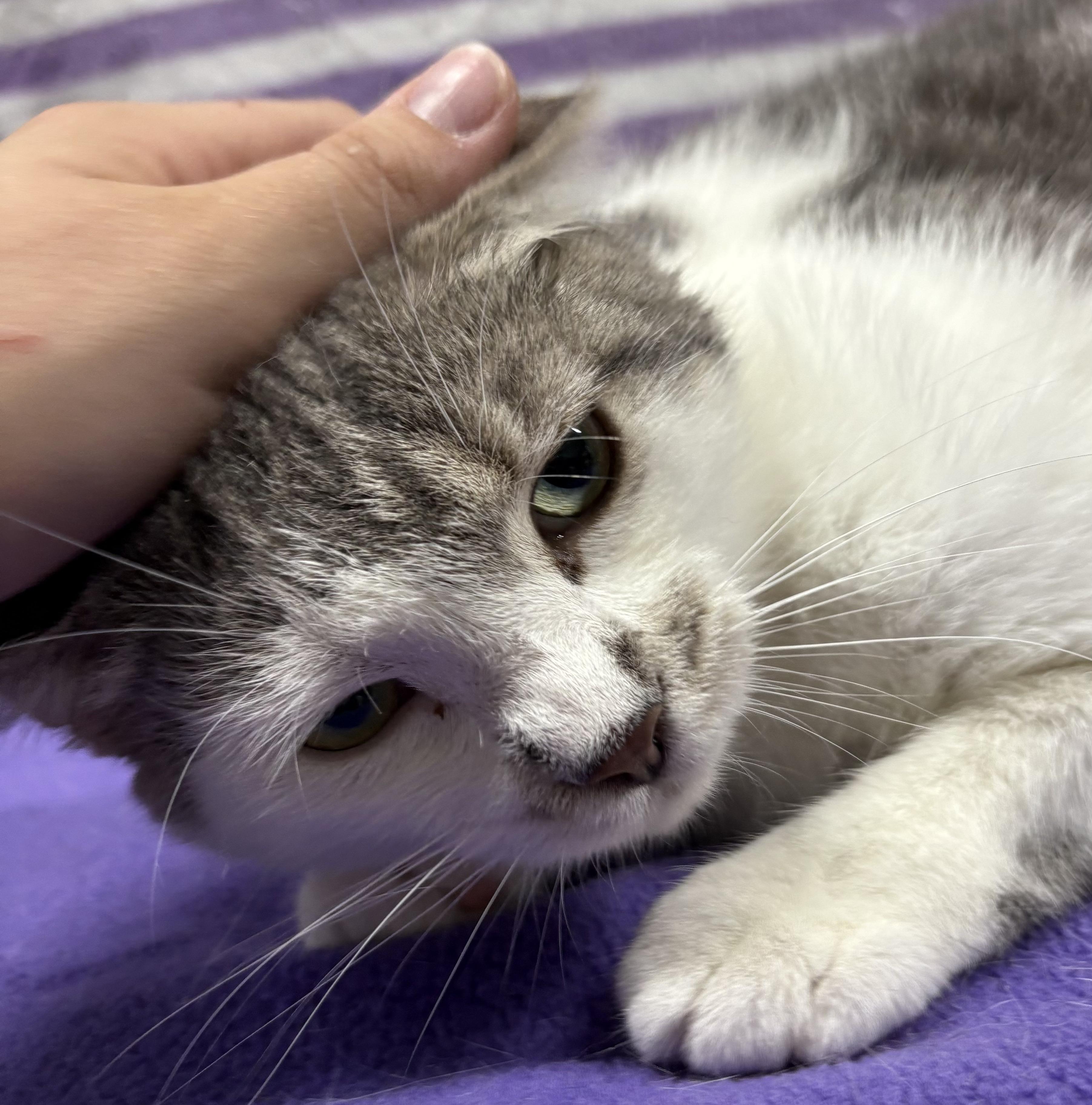 Enlarge JADE, a Adoptable Domestic Short Hair in Tillsonburg, ON image 4/6