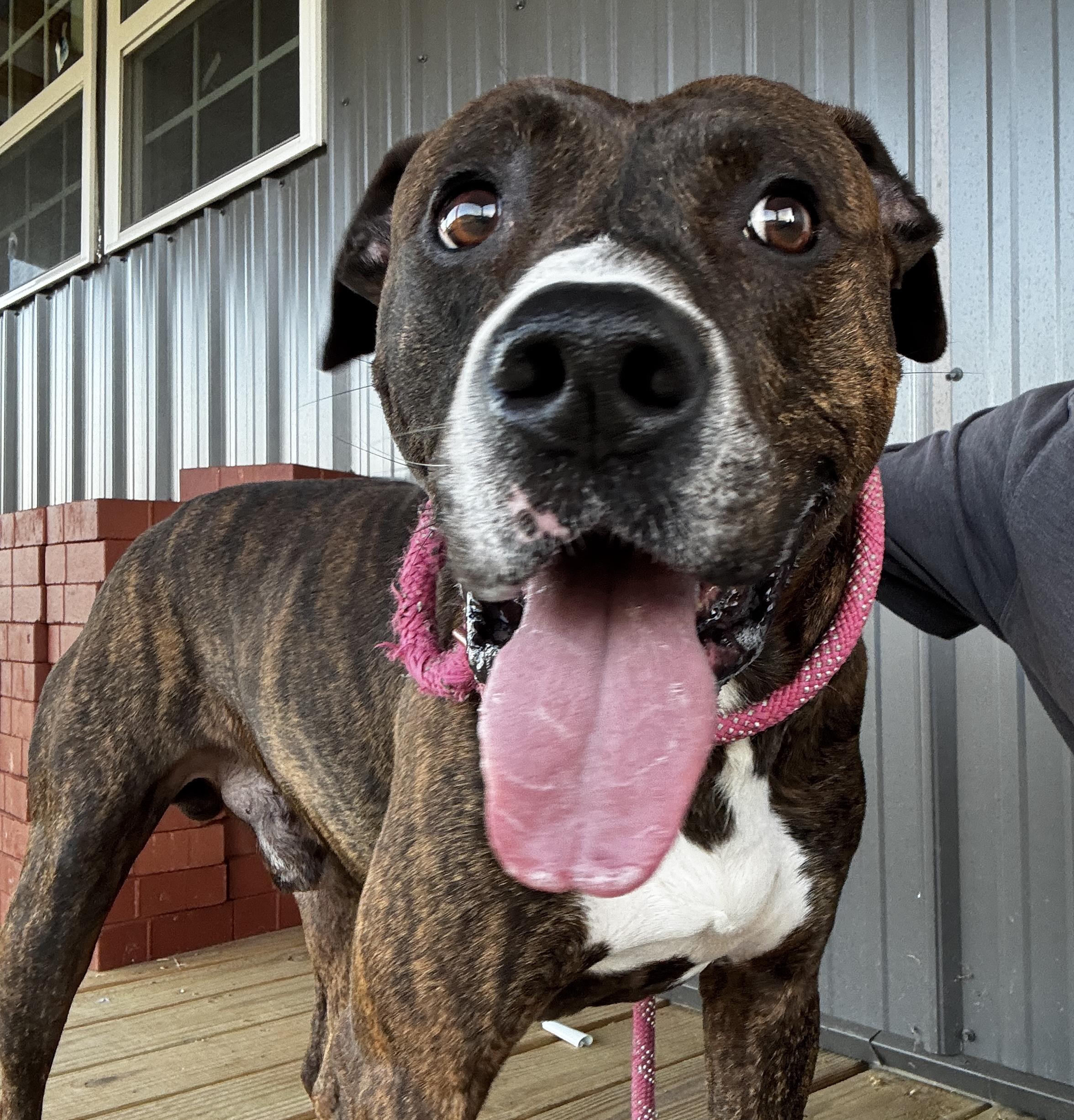 Hawkins, a Adoptable mixed breed in Rogersville, TN image 2/6