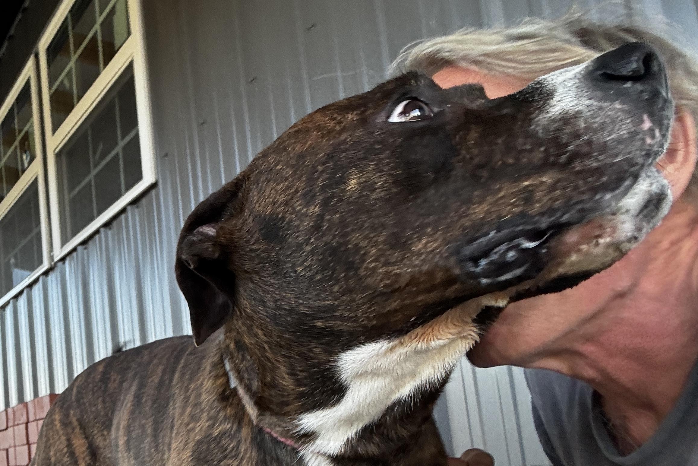 Hawkins, a Adoptable mixed breed in Rogersville, TN image 3/6