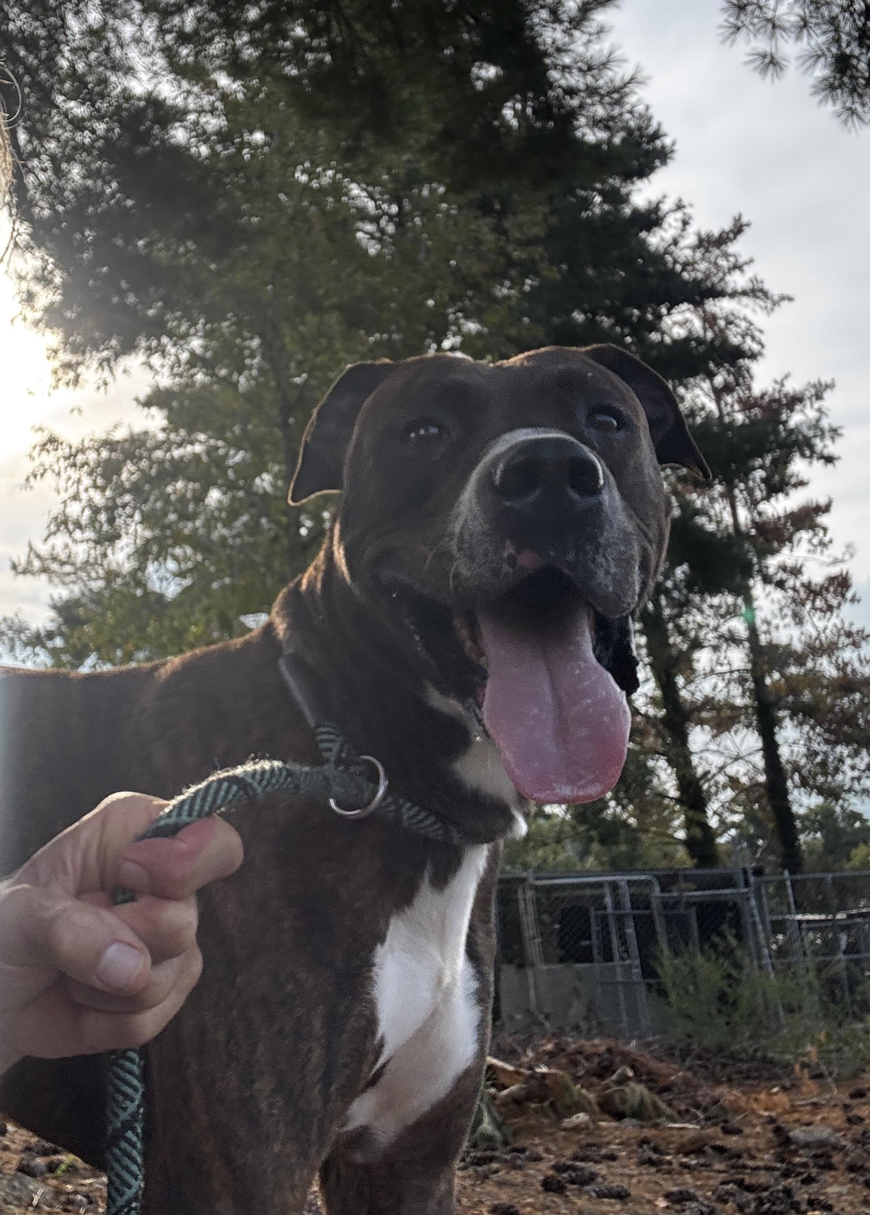 Hawkins, a Adoptable mixed breed in Rogersville, TN image 4/6