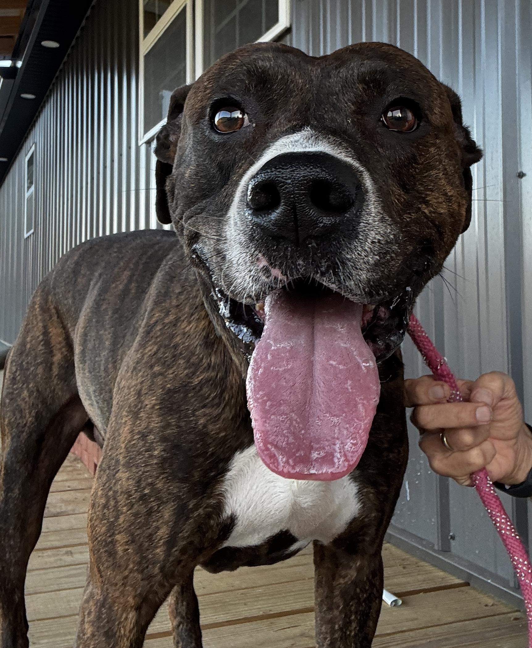 Hawkins, a Adoptable mixed breed in Rogersville, TN image 5/6