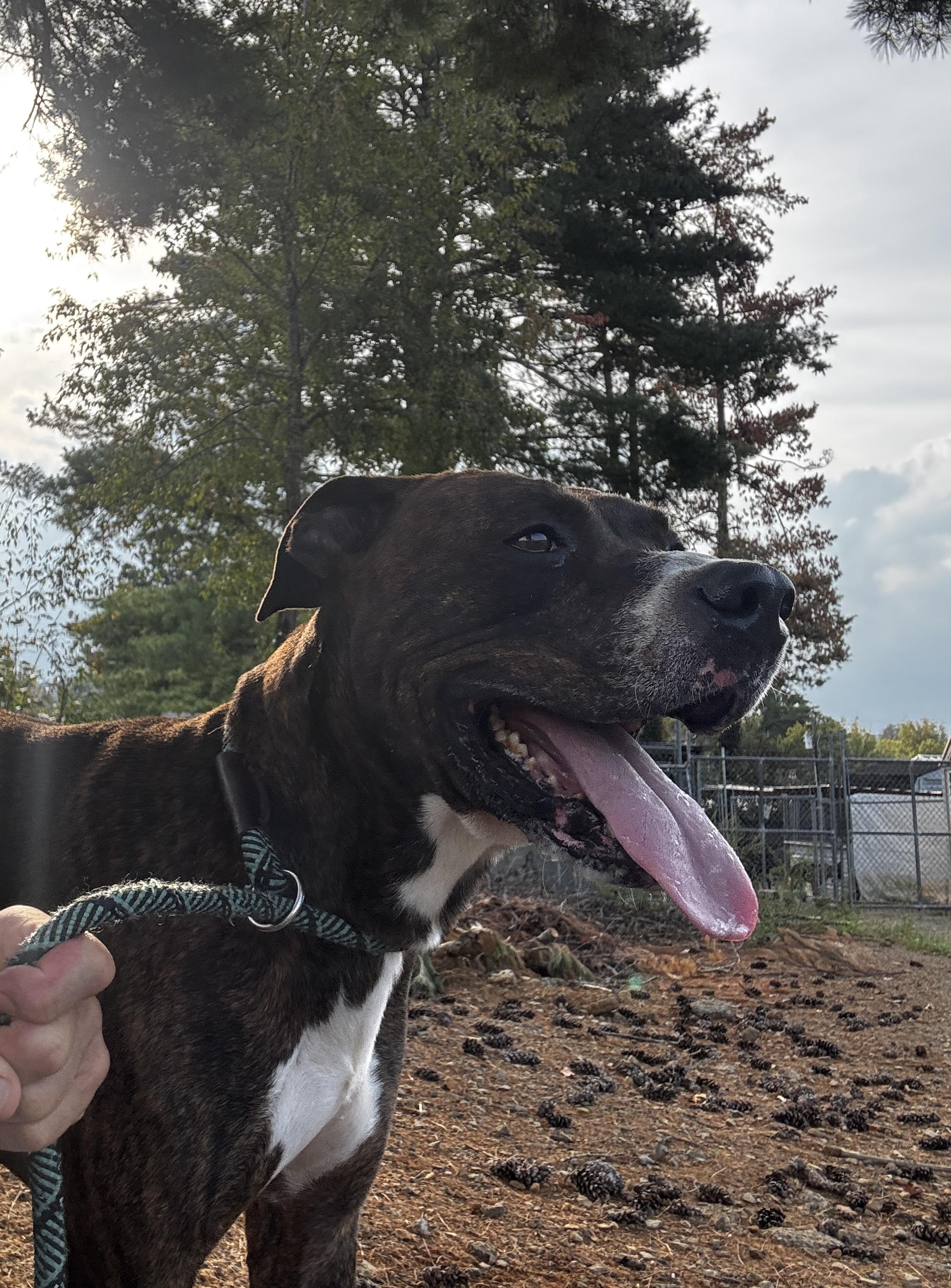 Hawkins, Adoptable, Young Male Bulldog.