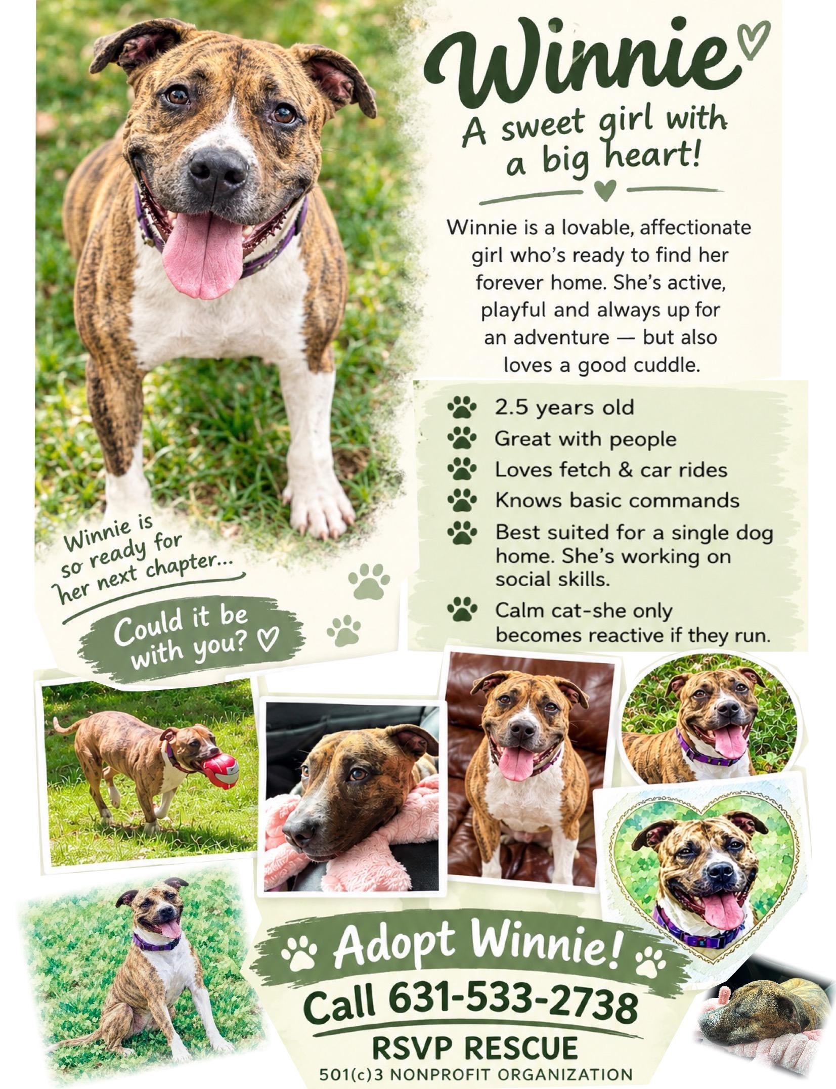 Enlarge Winnie, a Adoptable mixed breed in East Moriches, NY image 1/1
