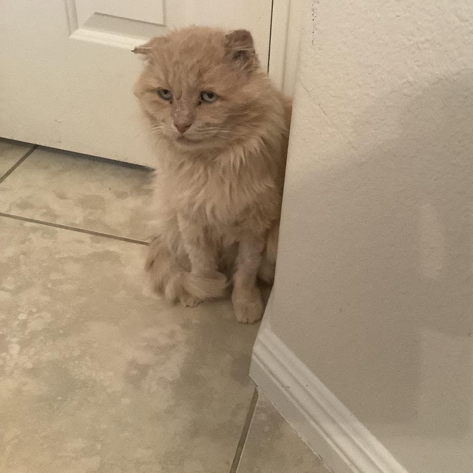 Enlarge Tommy B, a Adoptable Domestic Long Hair in Las Vegas, NV image 1/2