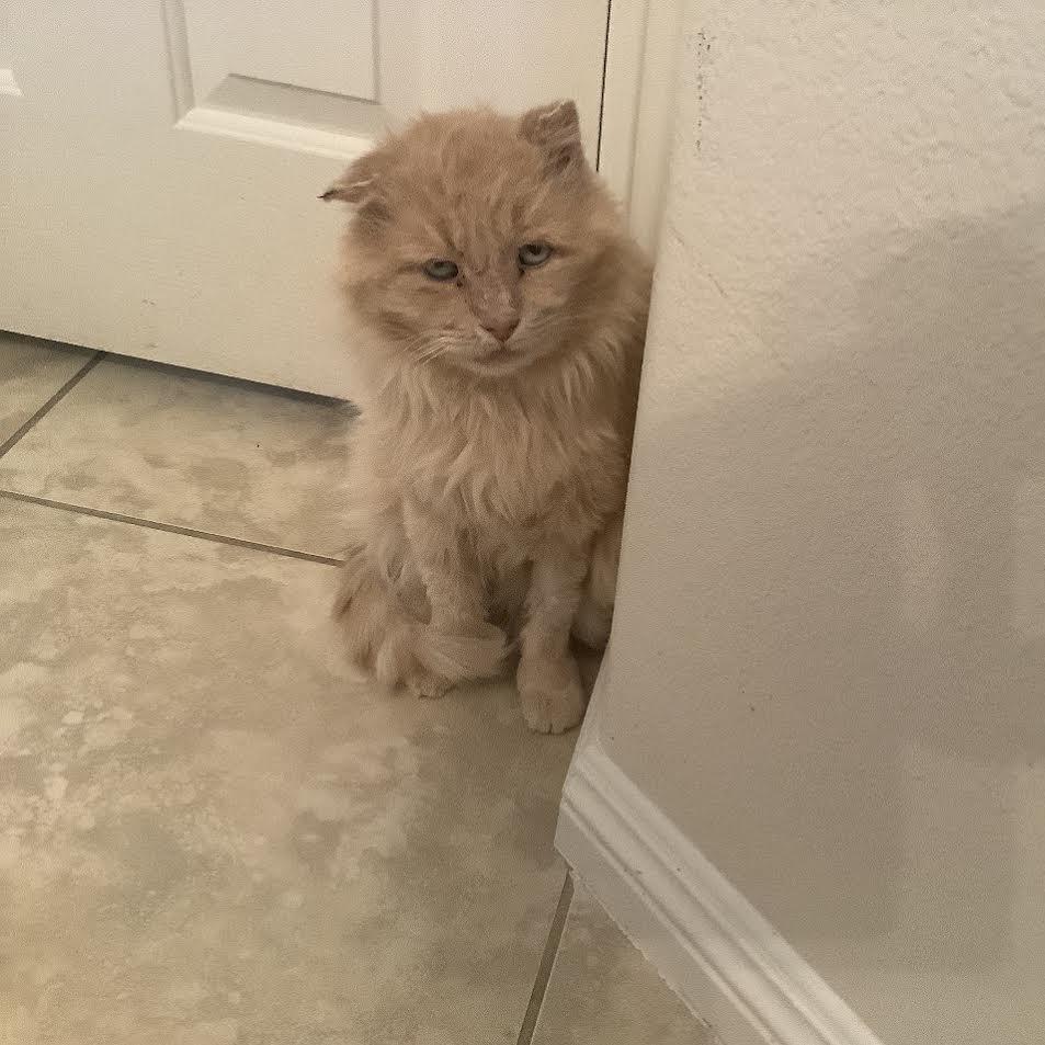 Enlarge Tommy B, a Adoptable Domestic Long Hair in Las Vegas, NV image 2/2