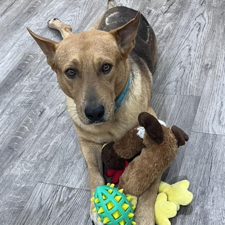 Enlarge Harley, a ADOPTABLE mixed breed in Woodstock, ON image 1/5